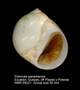 Polinices panamaensis (2)